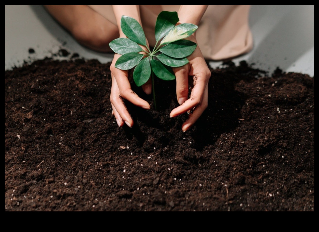 גינה בתוך הבית: טיפים פשוטים לצמחייה מקורה מוצלחת