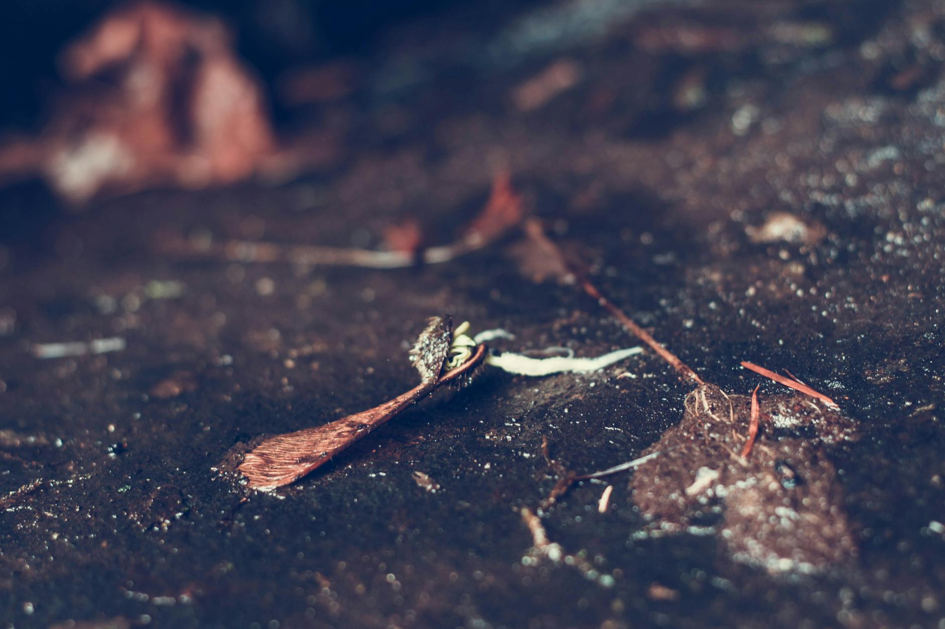 מפלט גן שופע עם מפל ושביל מפותל