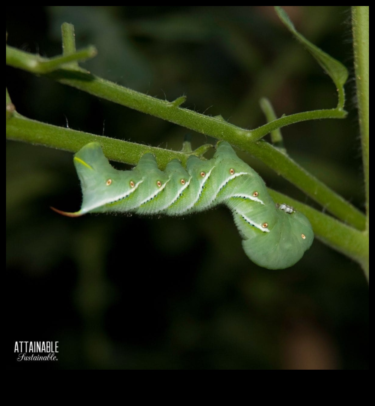 הירוקים בסכנה? שליטה באמנות ההגנה מפני מזיקים בגינה