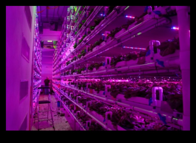 קציר אינסופי: חממה בונטי קורצת