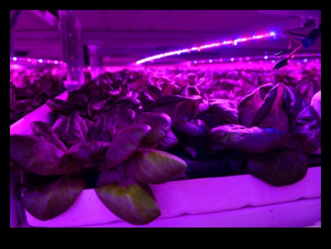 קציר אינסופי: חממה בונטי קורצת