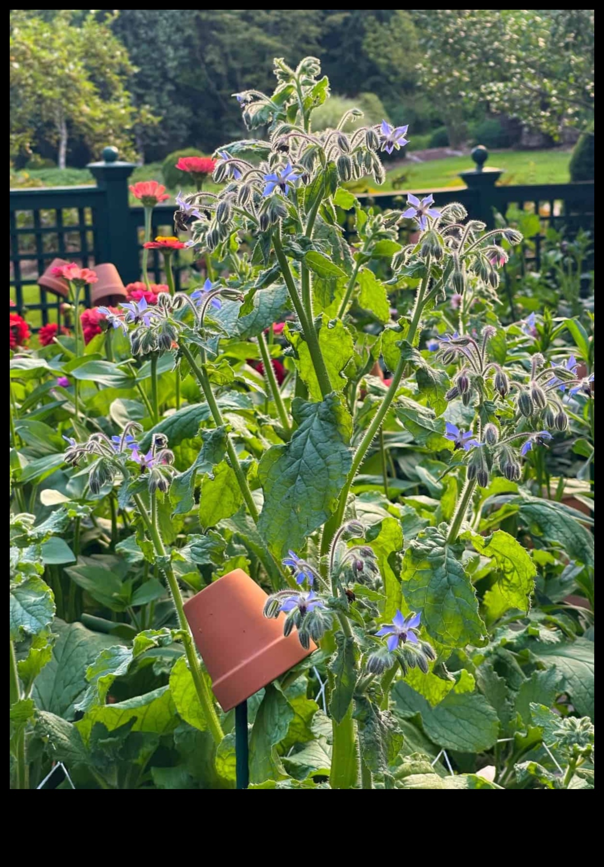 שלמות שותפה: שליטה בשתילה נלווית בניווט