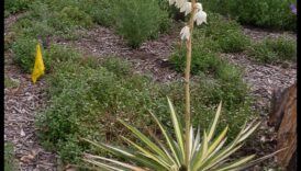 Blossom Blueprint: חשיפת סודות תכנון הגינה