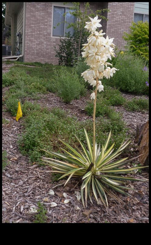 Blossom Blueprint: חשיפת סודות תכנון הגינה