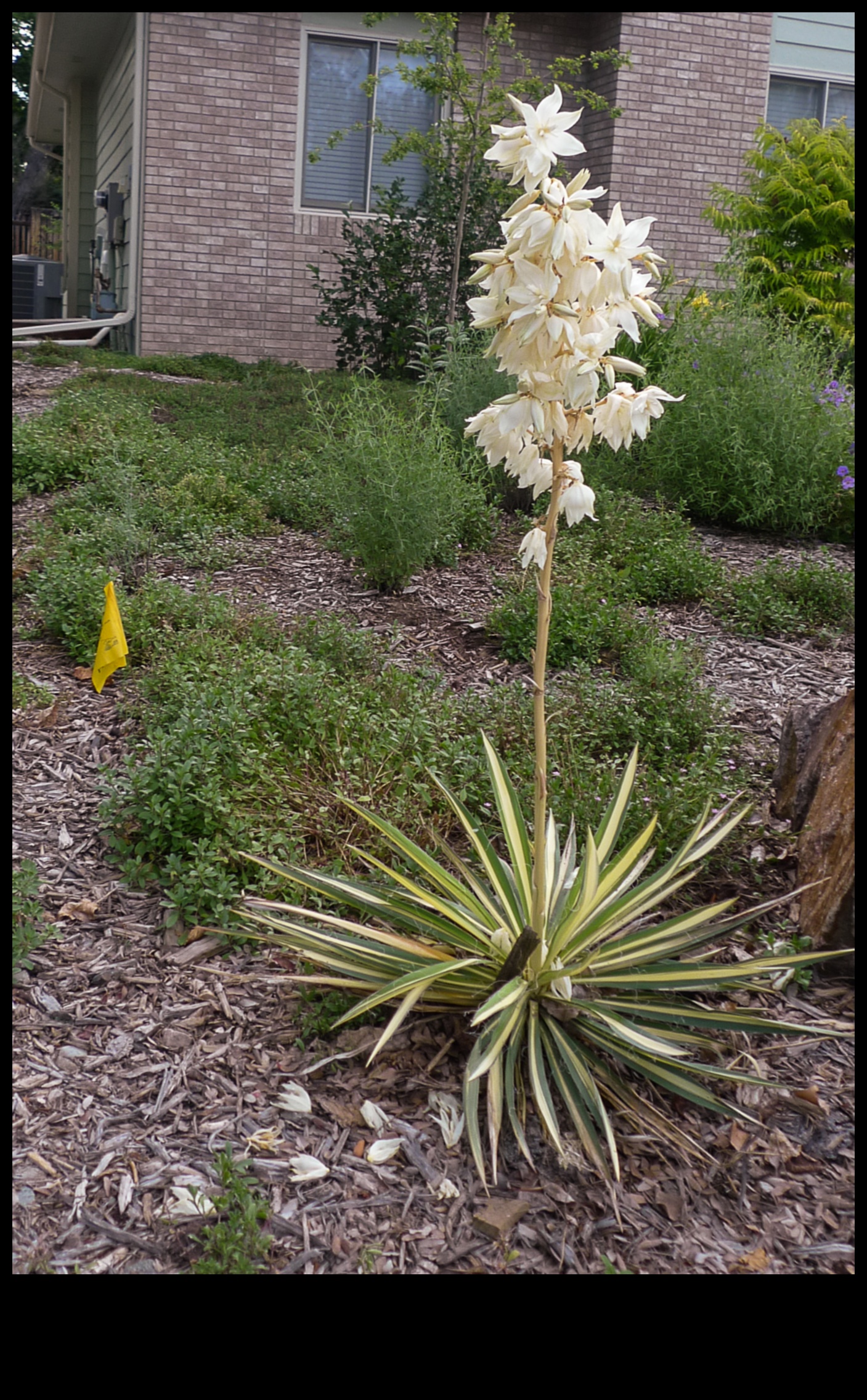 Blossom Blueprint: חשיפת סודות תכנון הגינה