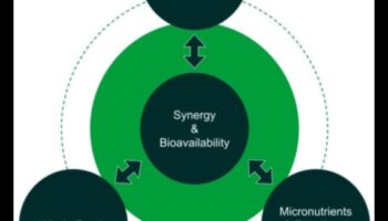 הקשר התזונתי: חיבור בריאות עם ייעוץ תזונה מומחה