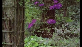 אבני חן בגינה: פתיחת סודות הטיפול המומחה