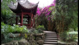 בריזות במבוק: סודות הגינון היפני