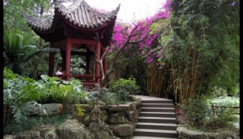 בריזות במבוק: סודות הגינון היפני