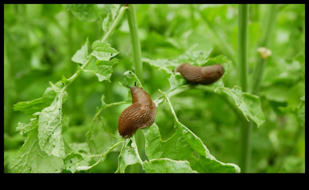 הירוקים בסכנה? שליטה באמנות ההגנה מפני מזיקים בגינה