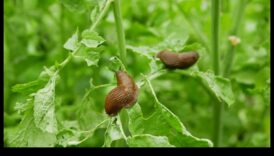 הירוקים בסכנה? שליטה באמנות ההגנה מפני מזיקים בגינה