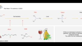 הפלטה הביוכימית: ספקטרום של בריאות במדעי התזונה