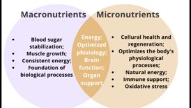 צלול לתוך תזונה: חקור את עולם המיקרו-נוטריינטים החיוניים