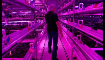 קציר אינסופי: חממה בונטי קורצת