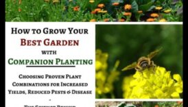 שלמות שותפה: שליטה בשתילה נלווית בניווט